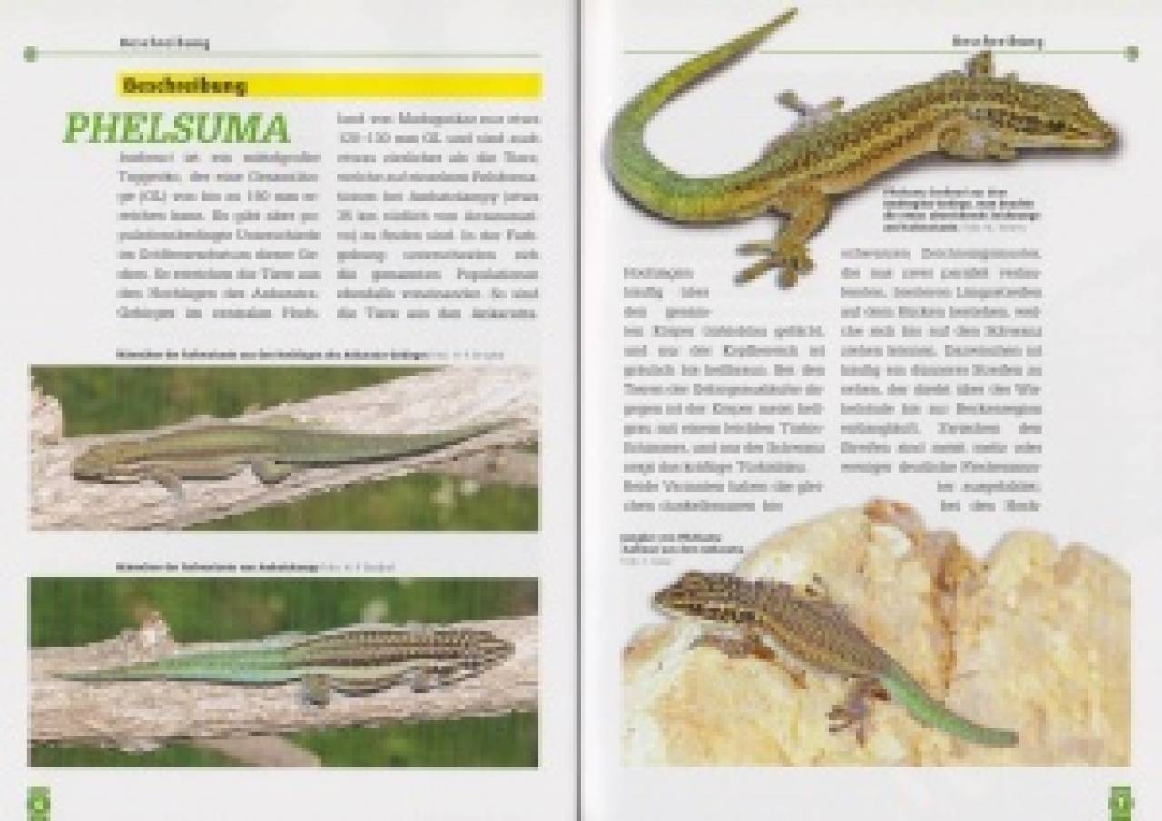 Der Gebirgstaggecko
